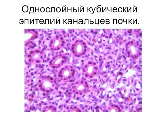 Однослойный кубический эпителий канальцев почки.