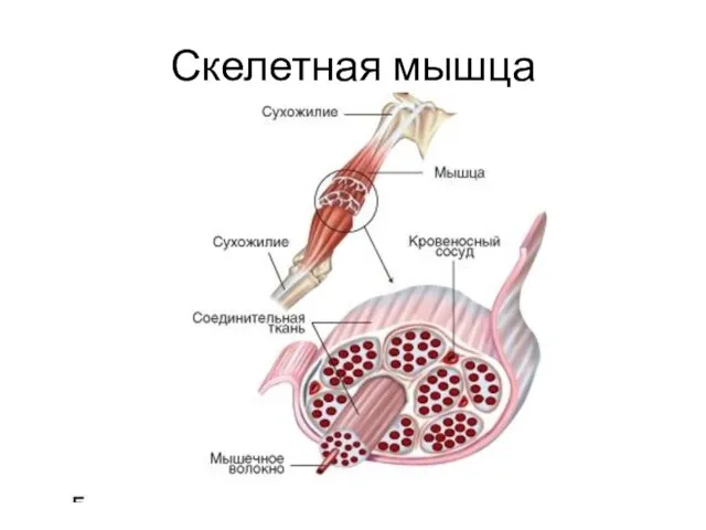 Скелетная мышца