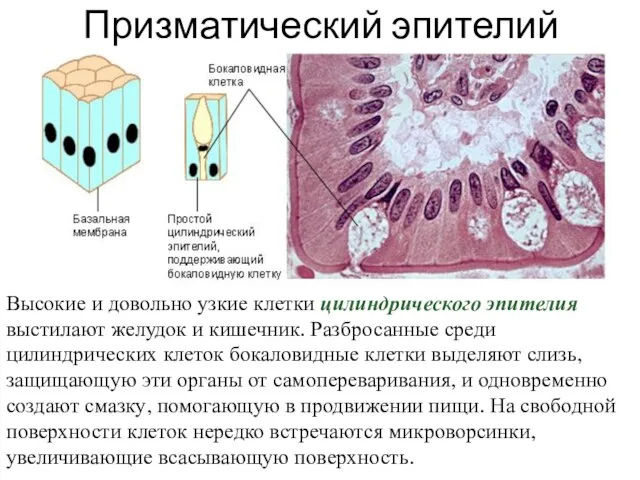 Призматический эпителий Высокие и довольно узкие клетки цилиндрического эпителия выстилают желудок