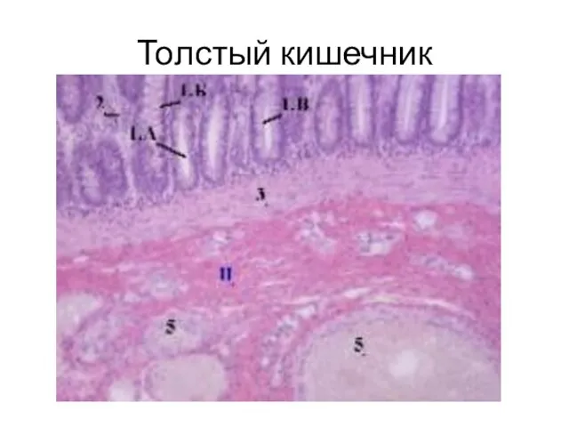 Толстый кишечник