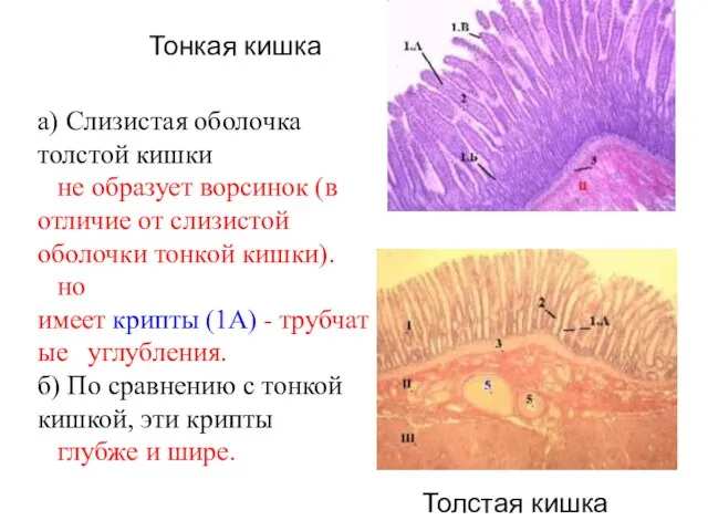 Толстая кишка а) Слизистая оболочка толстой кишки не образует ворсинок (в