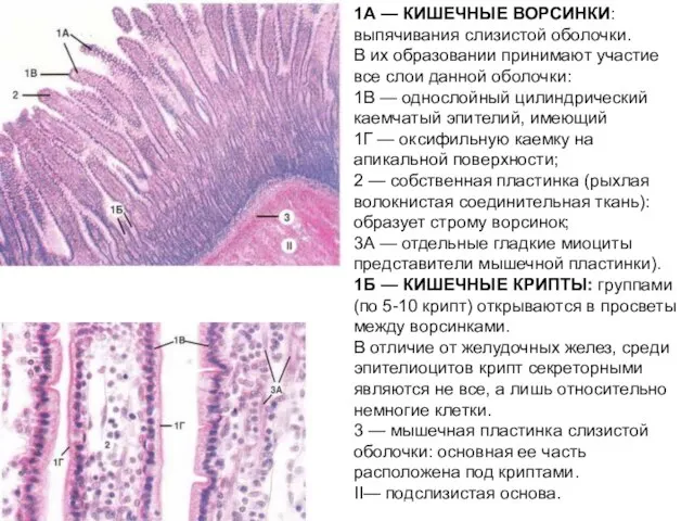 1А — КИШЕЧНЫЕ ВОРСИНКИ: выпячивания слизистой оболочки. В их образовании принимают