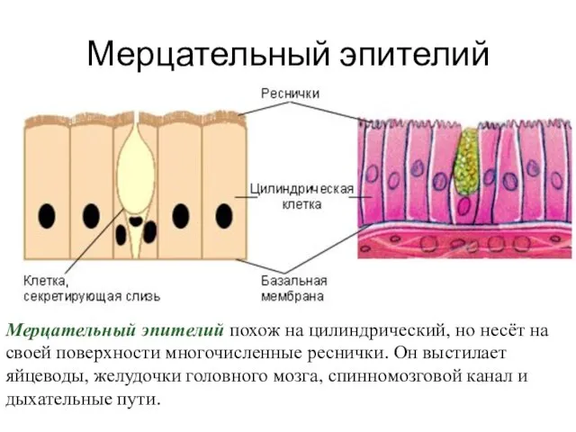 Мерцательный эпителий Мерцательный эпителий похож на цилиндрический, но несёт на своей