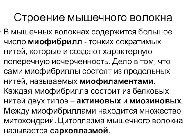 Строение мышечного волокна В мышечных волокнах содержится большое число миофибрилл -