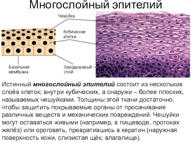 Многослойный эпителий Истинный многослойный эпителий состоит из нескольких слоёв клеток; внутри