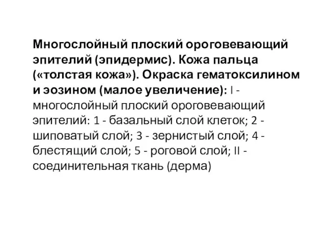 Многослойный плоский ороговевающий эпителий (эпидермис). Кожа пальца («толстая кожа»). Окраска гематоксилином