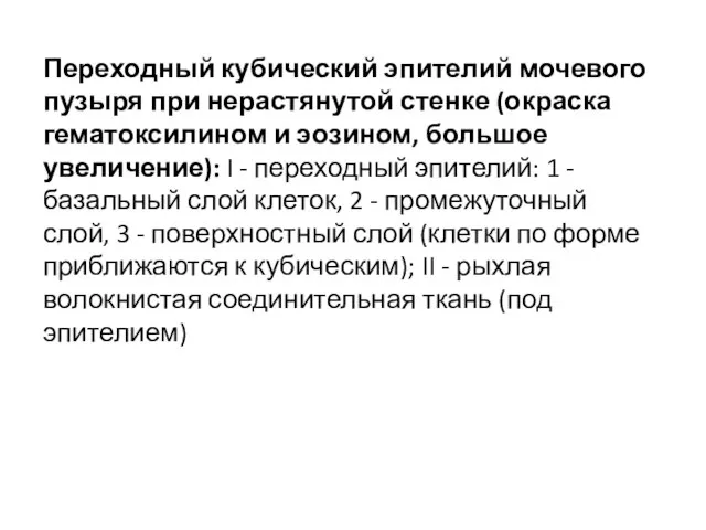 Переходный кубический эпителий мочевого пузыря при нерастянутой стенке (окраска гематоксилином и