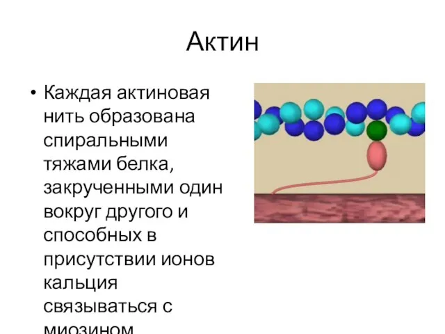 Актин Каждая актиновая нить образована спиральными тяжами белка, закрученными один вокруг