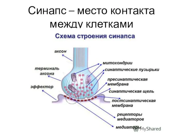 Синапс – место контакта между клетками