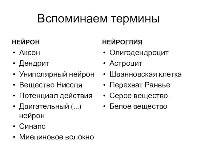 Вспоминаем термины НЕЙРОН Аксон Дендрит Униполярный нейрон Вещество Ниссля Потенциал действия