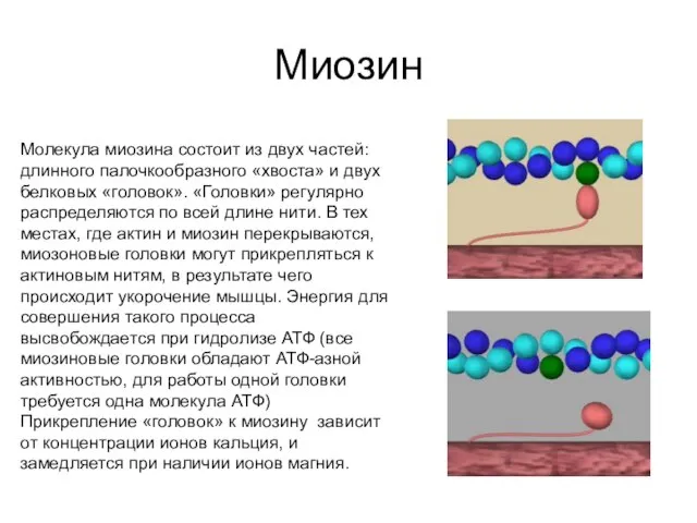 Миозин Молекула миозина состоит из двух частей: длинного палочкообразного «хвоста» и