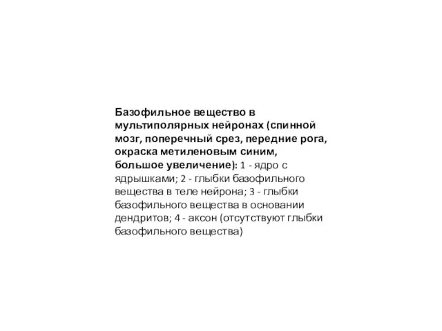 Базофильное вещество в мультиполярных нейронах (спинной мозг, поперечный срез, передние рога,