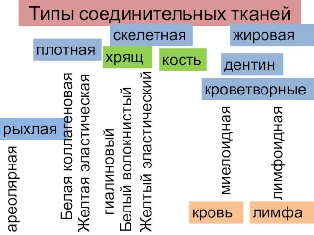 Типы соединительных тканей рыхлая плотная жировая дентин скелетная кроветворные ареолярная Белая