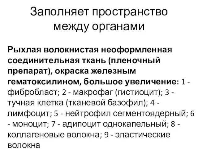 Рыхлая волокнистая неоформленная соединительная ткань (пленочный препарат), окраска железным гематоксилином, большое