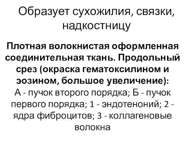 Плотная волокнистая оформленная соединительная ткань. Продольный срез (окраска гематоксилином и эозином,