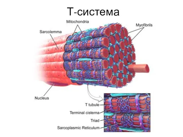 Т-система