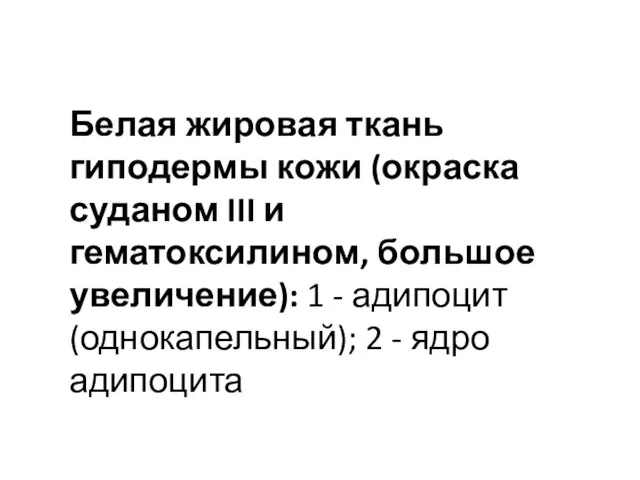 Белая жировая ткань гиподермы кожи (окраска суданом III и гематоксилином, большое