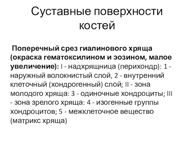 Поперечный срез гиалинового хряща (окраска гематоксилином и эозином, малое увеличение): I