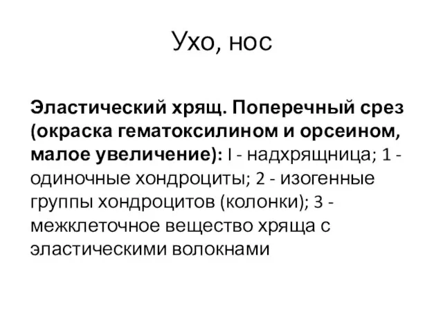 Эластический хрящ. Поперечный срез (окраска гематоксилином и орсеином, малое увеличение): I