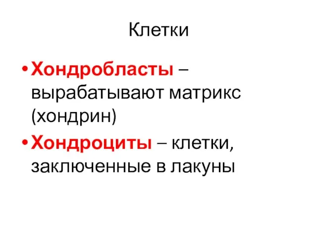 Клетки Хондробласты – вырабатывают матрикс (хондрин) Хондроциты – клетки, заключенные в лакуны