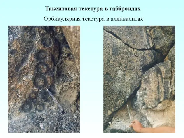 Такситовая текстура в габброидах Орбикулярная текстура в алливалитах