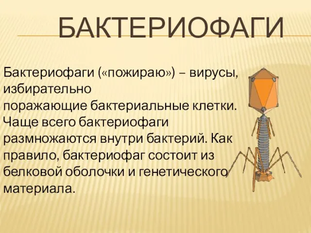 БАКТЕРИОФАГИ Бактериофаги («пожираю») – вирусы, избирательно поражающие бактериальные клетки. Чаще всего