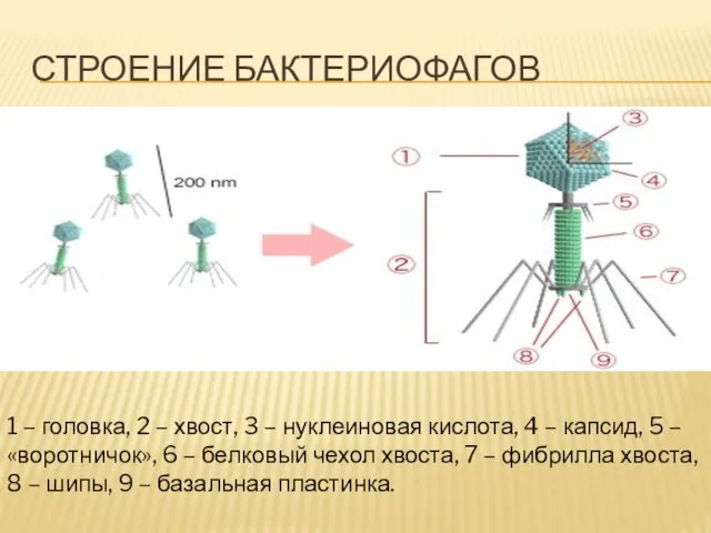 СТРОЕНИЕ БАКТЕРИОФАГОВ 1 – головка, 2 – хвост, 3 – нуклеиновая