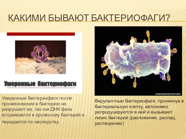 КАКИМИ БЫВАЮТ БАКТЕРИОФАГИ? Умеренные бактериофаги после проникновения в бактерию не разрушают