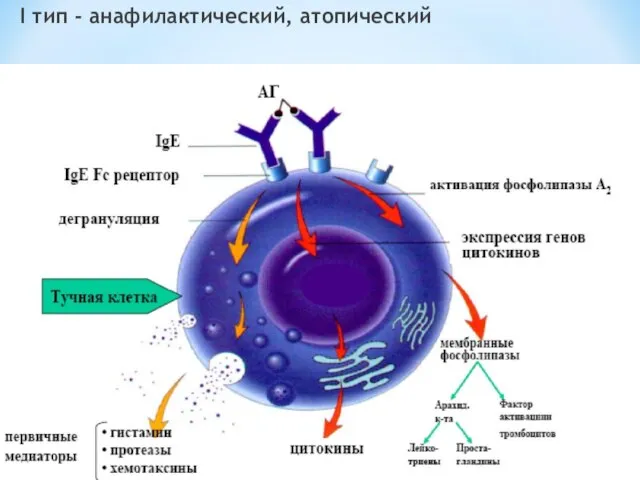 I тип - анафилактический, атопический