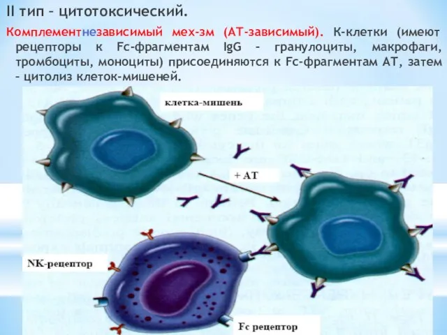 II тип – цитотоксический. Комплементнезависимый мех-зм (АТ-зависимый). К-клетки (имеют рецепторы к