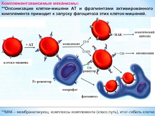 Комплементзависимые механизмы: **Опсонизация клетки-мишени АТ и фрагментами активированного комплемента приводит к