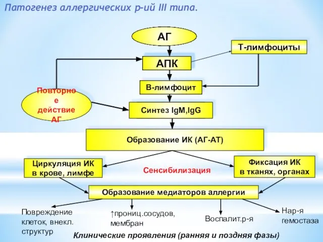 Патогенез аллергических р-ий III типа. АГ АПК Т-лимфоциты В-лимфоцит Синтез IgE,IgG4