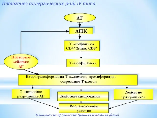 Патогенез аллергических р-ий IV типа. АГ АПК Клинические проявления (ранняя и