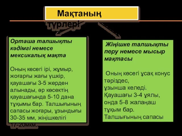 Мақтаның түрлері Орташа талшықты кәдімгі немесе мексикалық мақта Оның кесегі ірі,