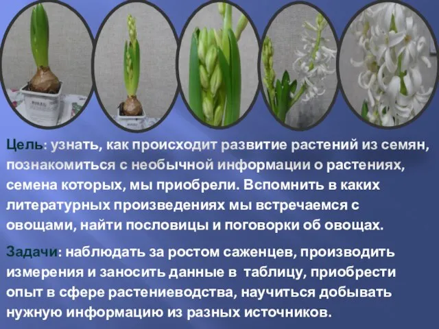 Цель: узнать, как происходит развитие растений из семян, познакомиться с необычной