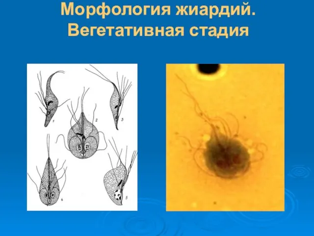 Морфология жиардий. Вегетативная стадия