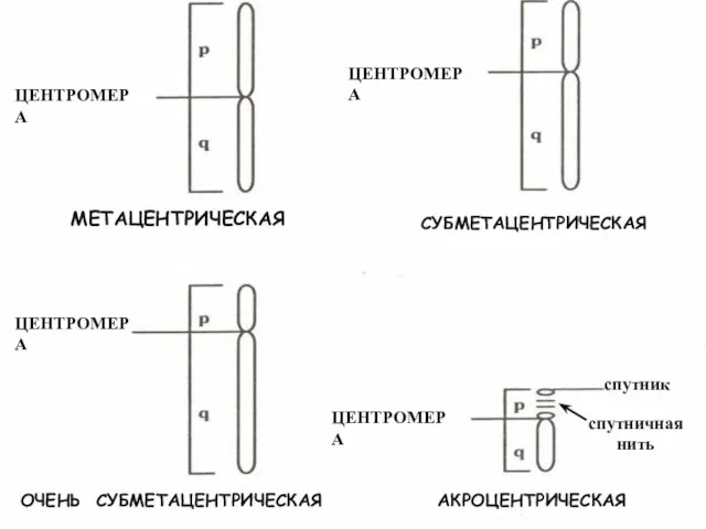 ЦЕНТРОМЕРА ЦЕНТРОМЕРА ЦЕНТРОМЕРА ЦЕНТРОМЕРА спутник спутничная нить МЕТАЦЕНТРИЧЕСКАЯ СУБМЕТАЦЕНТРИЧЕСКАЯ ОЧЕНЬ СУБМЕТАЦЕНТРИЧЕСКАЯ АКРОЦЕНТРИЧЕСКАЯ