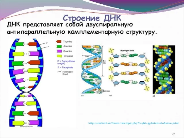 Строение ДНК ДНК представляет собой двуспиральную антипараллельную комплементарную структуру. http://serebniti.ru/forum/viewtopic.php?f=14&t=457&start=180&view=print