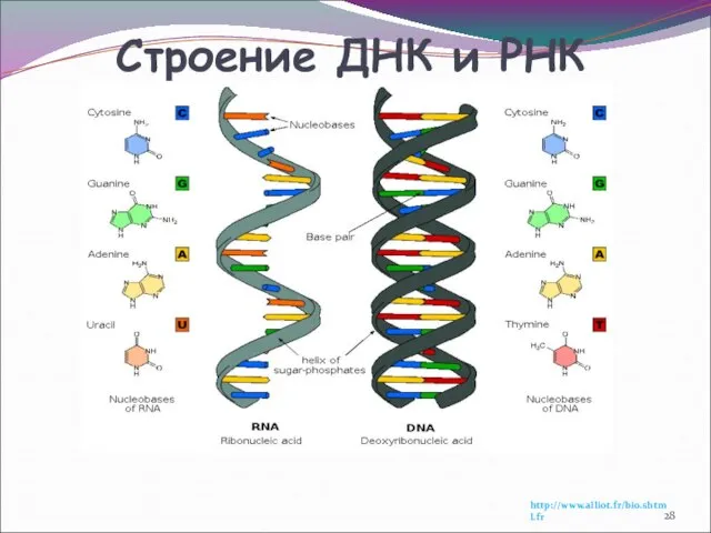 Строение ДНК и РНК http://www.alliot.fr/bio.shtml.fr