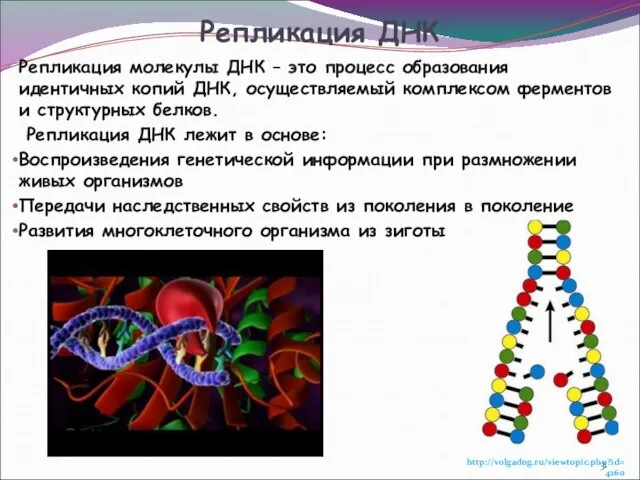 Репликация ДНК Репликация молекулы ДНК – это процесс образования идентичных копий