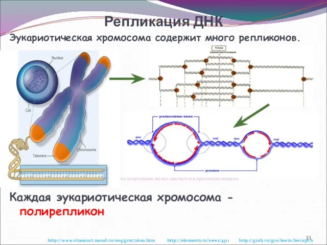 Репликация ДНК Эукариотическая хромосома содержит много репликонов. Репликация ДНК эукариотической хромосомы.