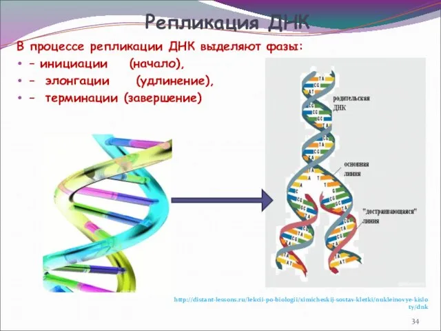 В процессе репликации ДНК выделяют фазы: – инициации (начало), – элонгации