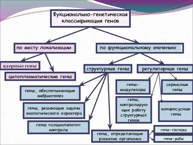 Фукционально-генетическая классификация генов по месту локализации по функциональному значению ядерные гены