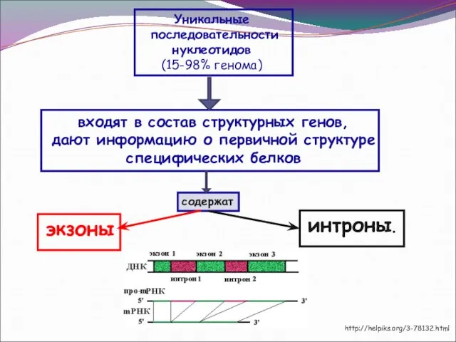 Уникальные последовательности нуклеотидов (15-98% генома) входят в состав структурных генов, дают