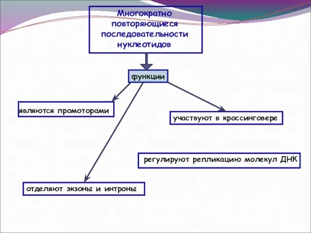 Многократно повторяющиеся последовательности нуклеотидов функции являются промоторами регулируют репликацию молекул ДНК