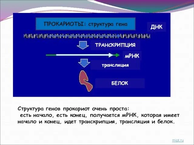 ПРОКАРИОТЫ: структура гена ДНК ТРАНСКРИПЦИЯ мРНК трансляция БЕЛОК Структура генов прокариот