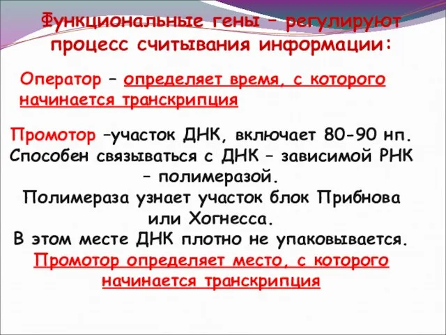 Функциональные гены – регулируют процесс считывания информации: Оператор – определяет время,