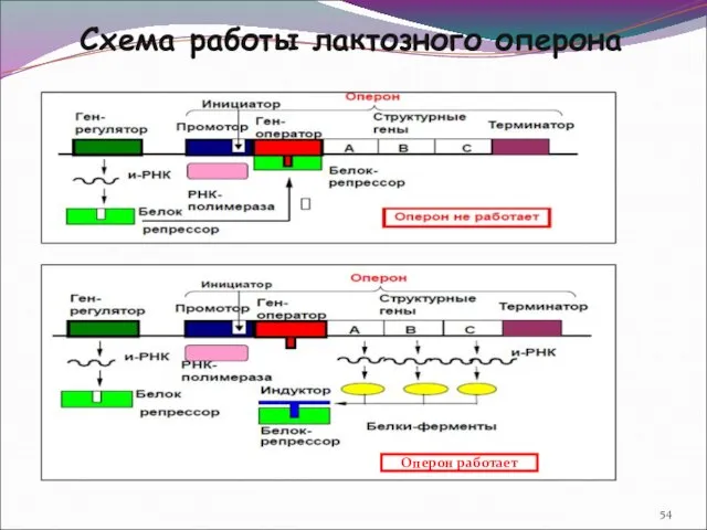 Схема работы лактозного оперона Оперон работает