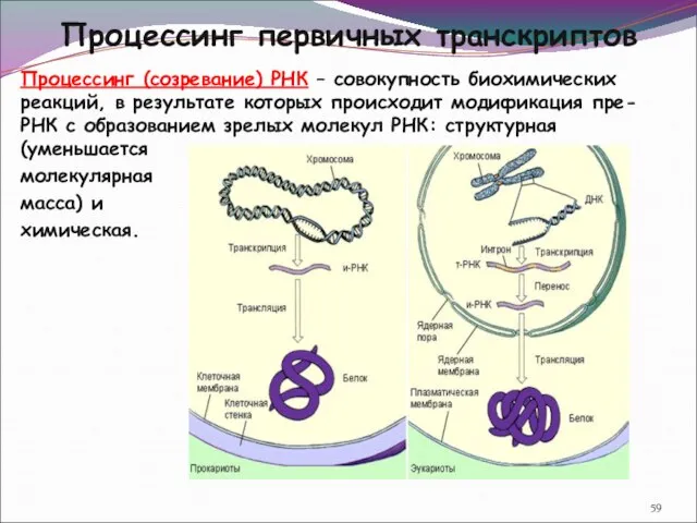 Процессинг первичных транскриптов Процессинг (созревание) РНК – совокупность биохимических реакций, в