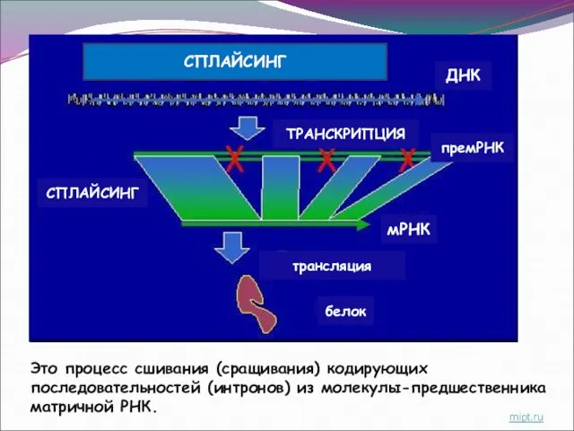 СПЛАЙСИНГ ДНК мРНК премРНК белок ТРАНСКРИПЦИЯ СПЛАЙСИНГ трансляция mipt.ru Это процесс